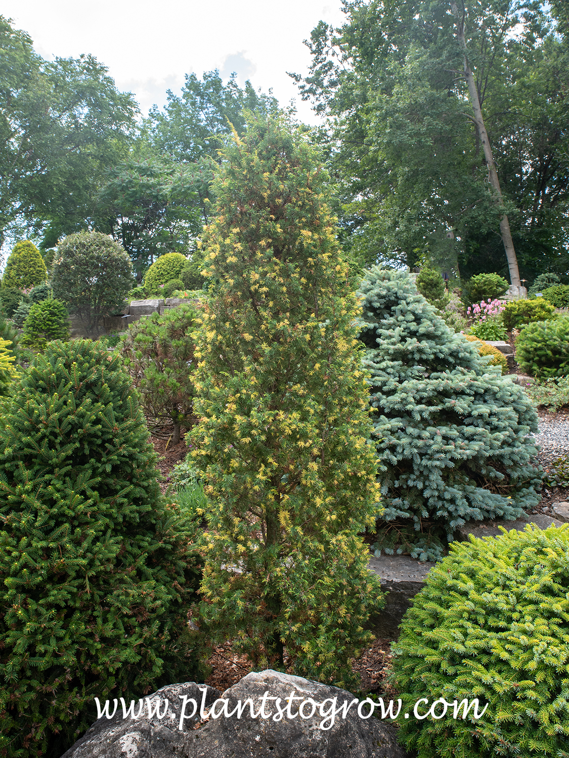 Tage Lundell (Juniperus communis)